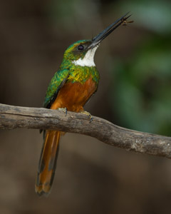 jacamar